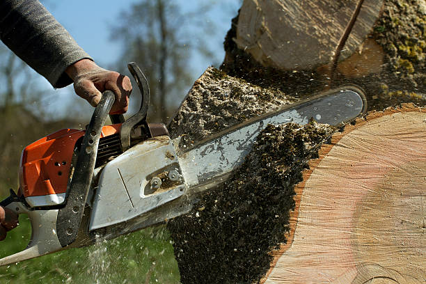 Tree and Shrub Care in Fairfield, OH